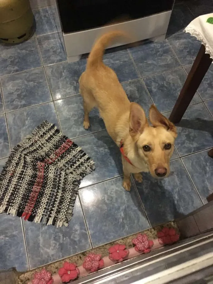 Cachorro ra a Vira lata idade 1 ano nome Nina