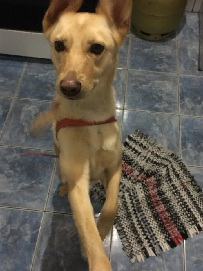 Cachorro ra a Vira lata idade 1 ano nome Nina