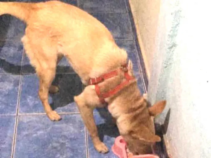 Cachorro ra a Vira lata idade 1 ano nome Nina