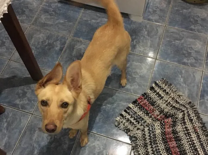 Cachorro ra a Vira lata idade 1 ano nome Nina
