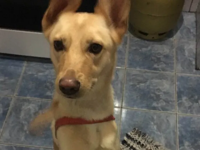 Cachorro ra a Vira lata idade 1 ano nome Nina