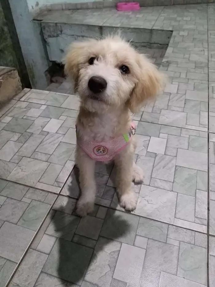 Cachorro ra a Não definida idade  nome Any