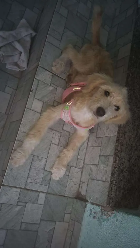 Cachorro ra a Não definida idade  nome Any