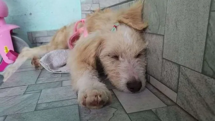 Cachorro ra a Não definida idade  nome Any