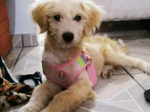Cachorro raça Não definida idade  nome Any