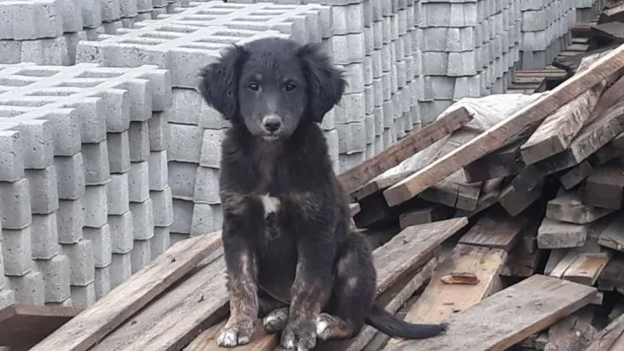 Cachorro ra a Vira Lata idade  nome Sem nome