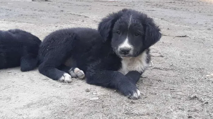 Cachorro ra a Vira Lata idade  nome Sem nome