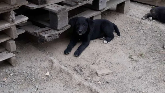 Cachorro ra a Vira Lata idade  nome Sem nome