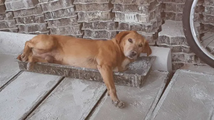 Cachorro ra a Vira Lata idade  nome Sem nome