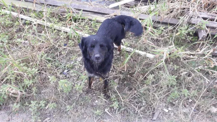 Cachorro ra a Vira Lata idade  nome Sem nome