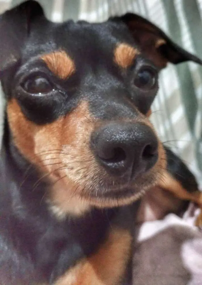 Cachorro ra a Pinscher idade 4 anos nome Neguinha