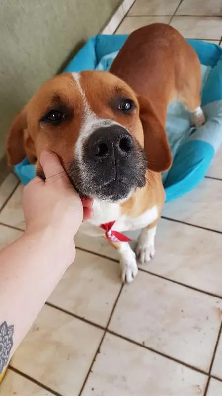 Cachorro ra a SRD idade 3 anos nome Zion