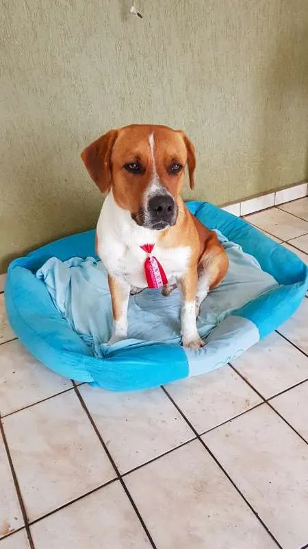 Cachorro ra a SRD idade 3 anos nome Zion