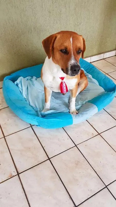 Cachorro ra a SRD idade 3 anos nome Zion