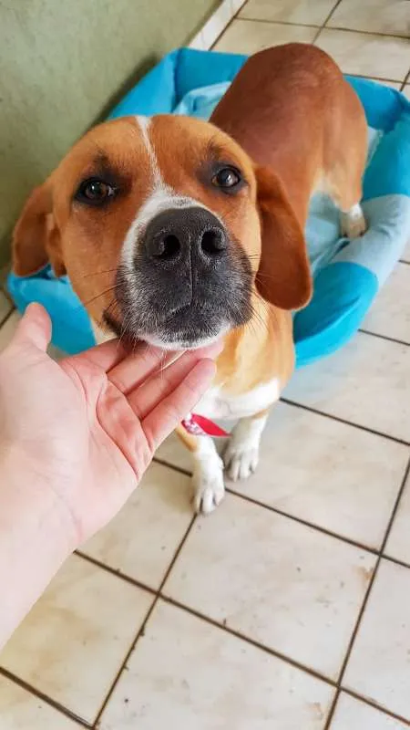 Cachorro ra a SRD idade 3 anos nome Zion