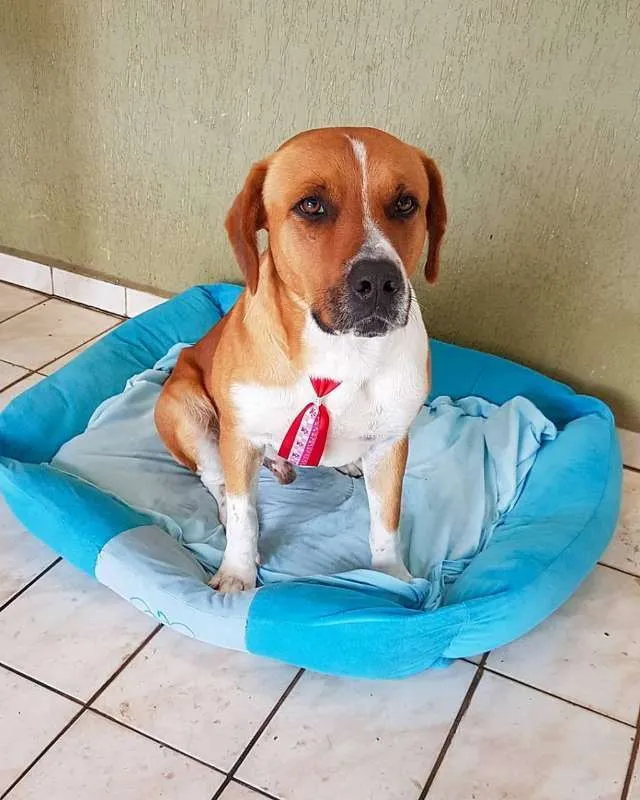 Cachorro ra a SRD idade 3 anos nome Zion
