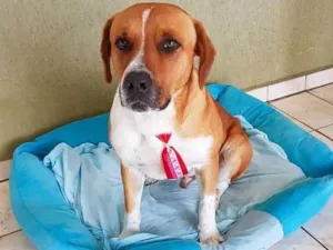 Cachorro raça SRD idade 3 anos nome Zion