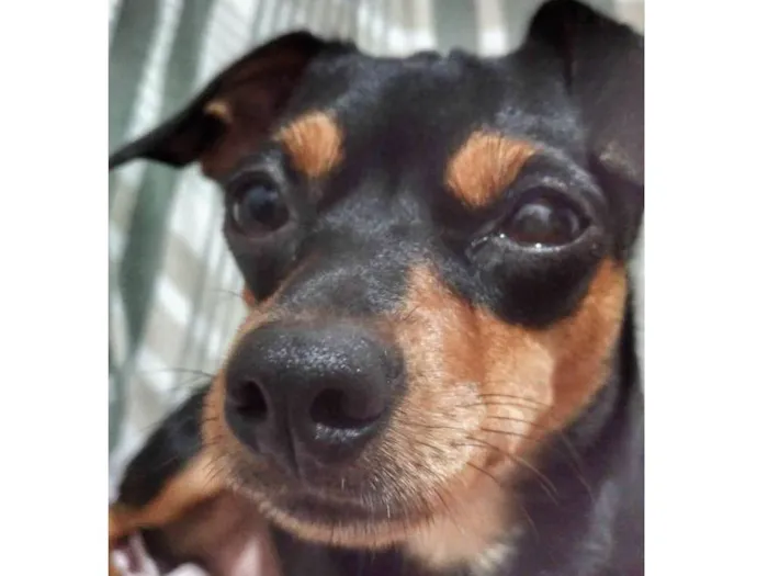 Cachorro ra a Pinscher idade 4 anos nome Neguinha