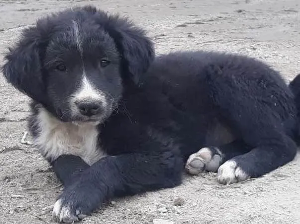 Cachorro ra a Vira Lata idade  nome Sem nome