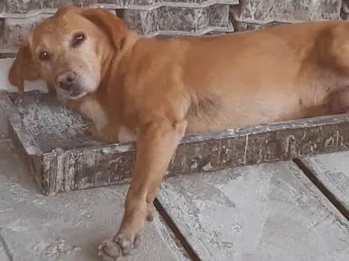 Cachorro ra a Vira Lata idade  nome Sem nome