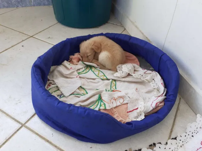 Cachorro raça Parece labrador ou Golden  idade  nome Billy