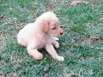 Cachorro raça Parece labrador ou Golden  idade  nome Billy