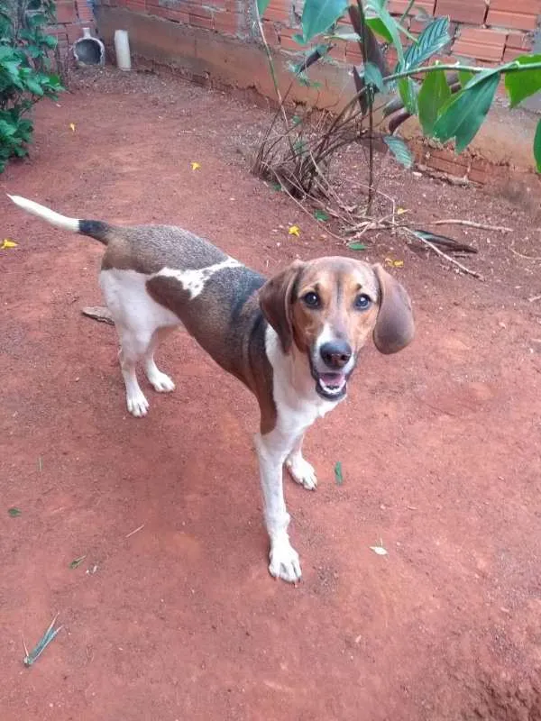 Cachorro ra a não definida idade 2 a 6 meses nome Lakshimi