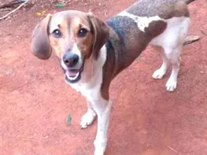 Cachorro raça não definida idade 2 a 6 meses nome Lakshimi