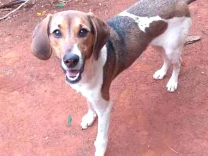 Cachorro ra a não definida idade 2 a 6 meses nome Lakshimi
