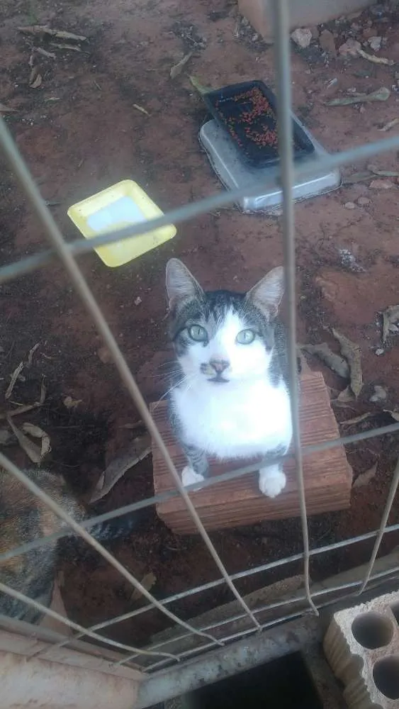 Gato ra a S raça definida idade 2 anos nome Gulao