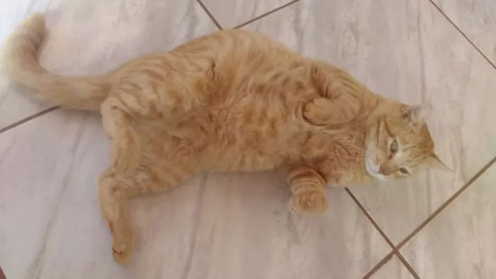 Gato ra a S raça definida idade 3 anos nome Amarelinho