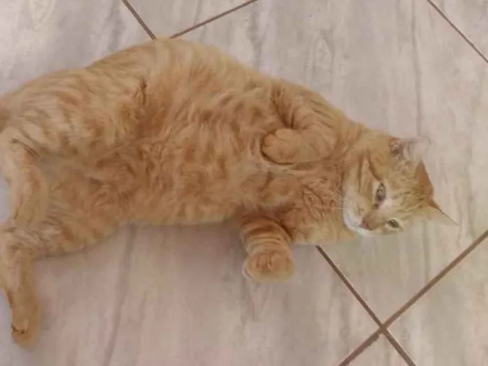 Gato ra a S raça definida idade 3 anos nome Amarelinho