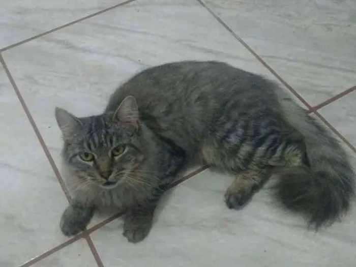 Gato ra a Mistura d siamês com sem raça  idade 2 anos nome Sem nome