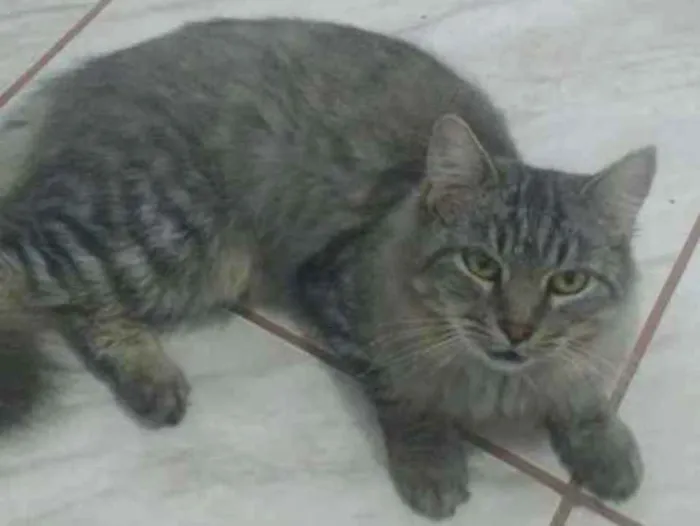 Gato ra a Mistura d siamês com sem raça  idade 2 anos nome Sem nome