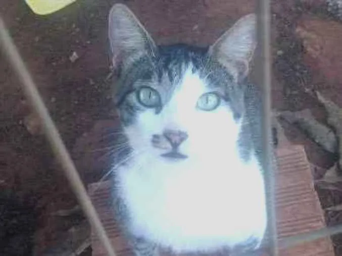 Gato ra a S raça definida idade 2 anos nome Gulao