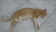 Loirimho