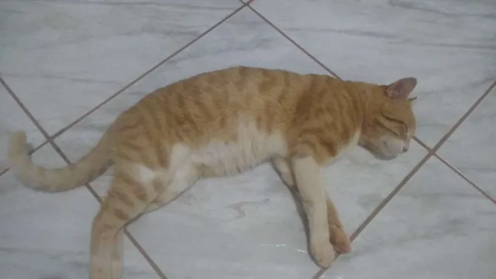 Gato raça Sem raca idade 2 anos nome Loirimho