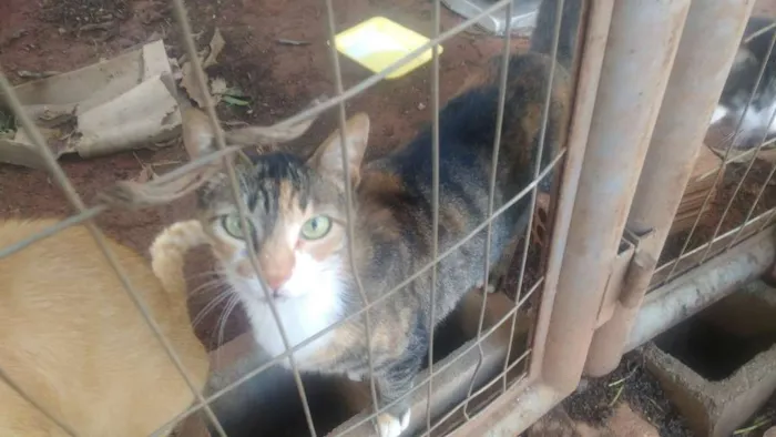 Gato raça Sem raca idade 3 anos nome Cinzimha
