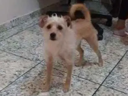 Cachorro ra a Puldo com Basset idade 1 ano nome Lori 