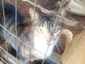 Gato raça Sem raca idade 3 anos nome Cinzimha