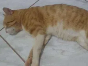 Gato raça Sem raca idade 2 anos nome Loirimho
