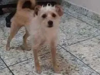 Cachorro ra a Puldo com Basset idade 1 ano nome Lori 