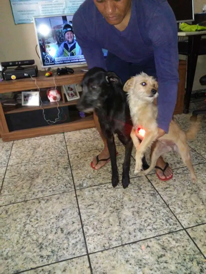 Cachorro ra a Puldo com Basset idade 1 ano nome Lori 