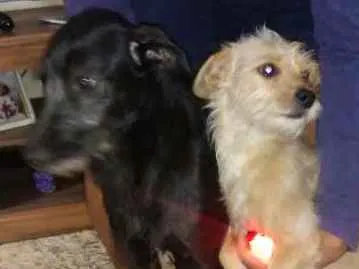 Cachorro ra a Puldo com Basset idade 1 ano nome Lori 