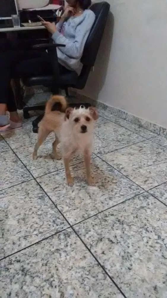 Cachorro ra a Puldo com Basset idade 1 ano nome Lori 
