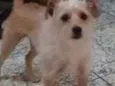 Lori
