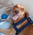 Cachorro Macho