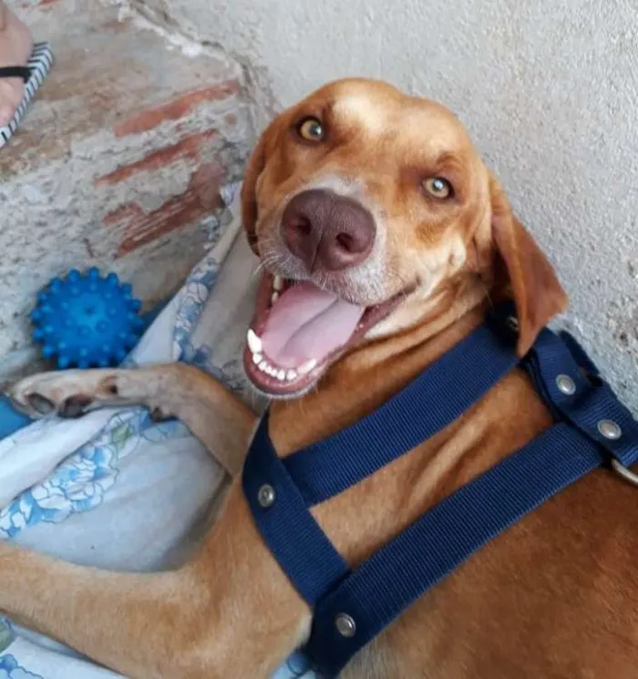 Cachorro ra a SRD idade 1 ano nome Cachorro Macho