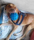 Cachorro Macho