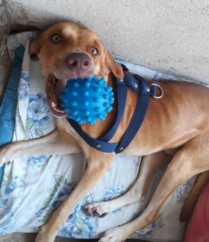 Cachorro ra a SRD idade 1 ano nome Cachorro Macho